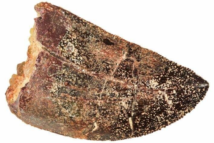 Serrated, Juvenile Carcharodontosaurus Tooth #214416